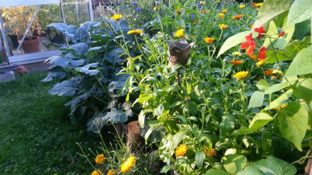 De två låga pallkragarna