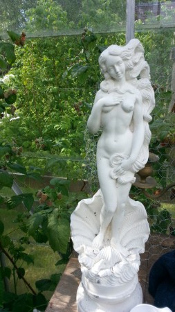 Venus på plats i växthuset som vanligt :).