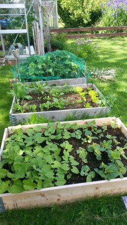 Det växer sakta är för kallt, närmast är det gröna o gula bönor, sedan sallad och blommor och sist jordgubbarna.