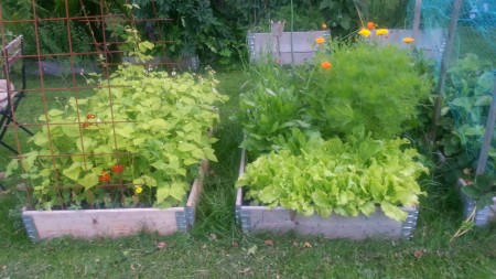 Nu växer det så det knakar!