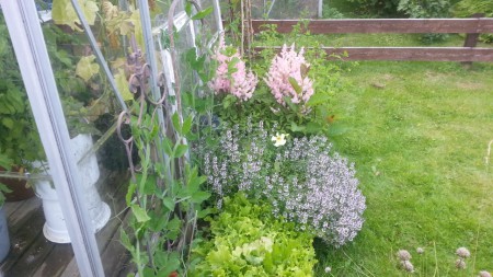 Tmjan växer så det knakar, ända ut på gräset...